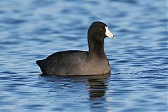 American Coot